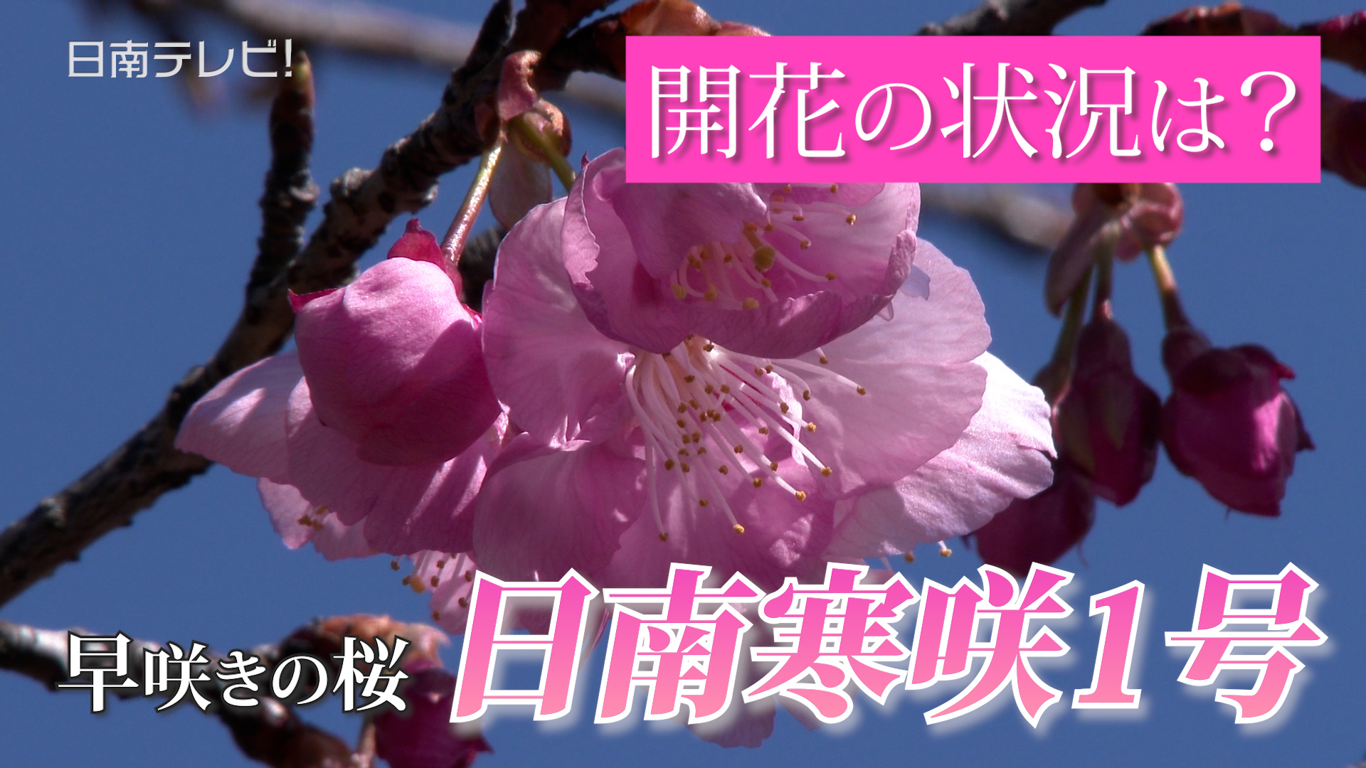 日南寒咲1号