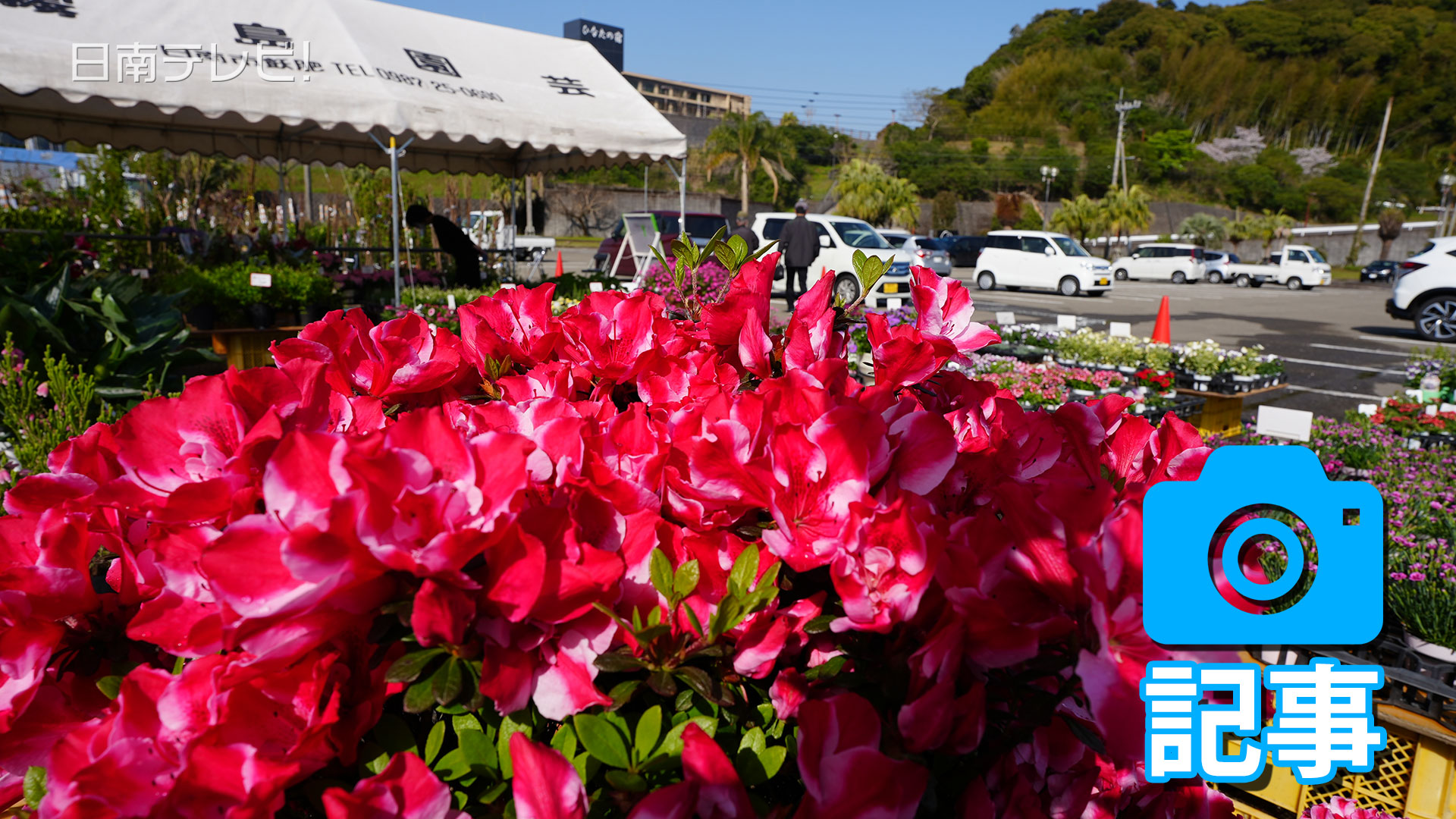 にちなん植木市