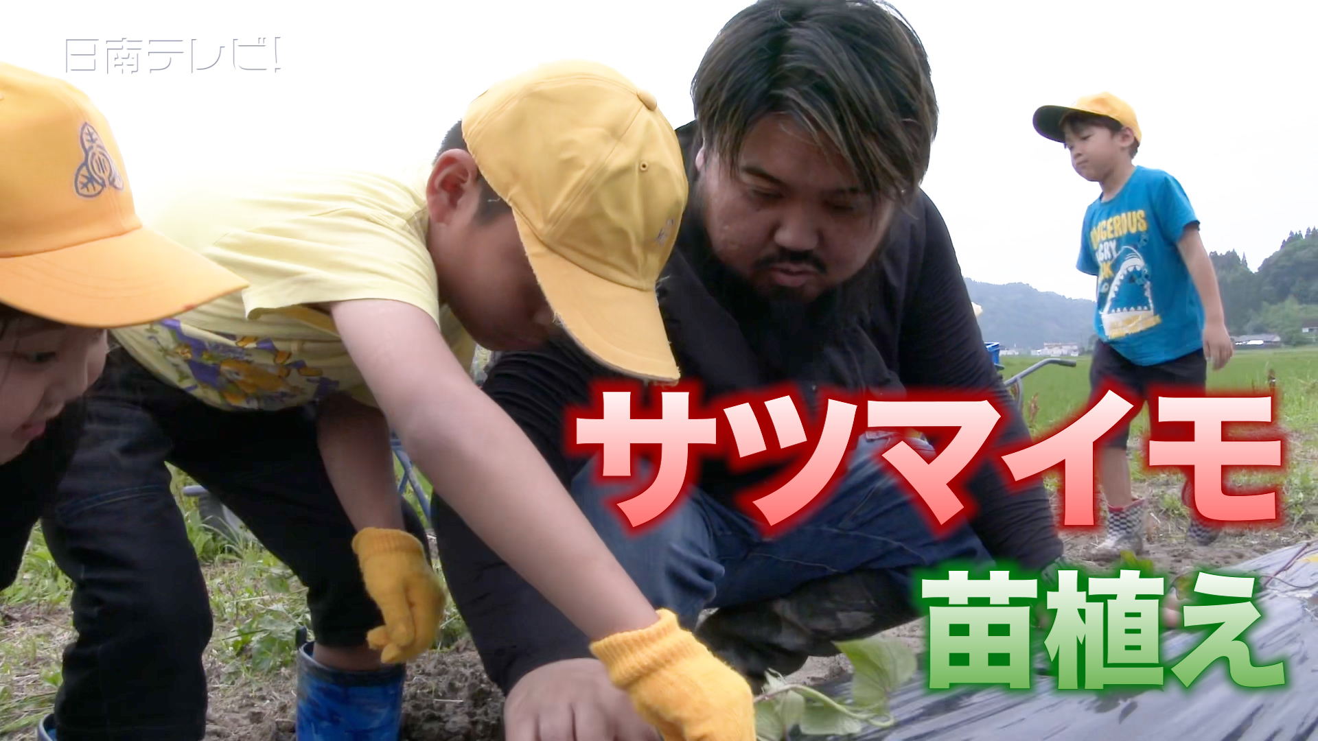 サツマイモの苗植え体験