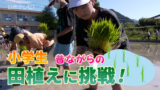 小学生が昔ながらの田植えに挑戦！